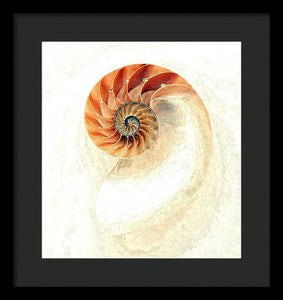 Nautilus - Framed Print