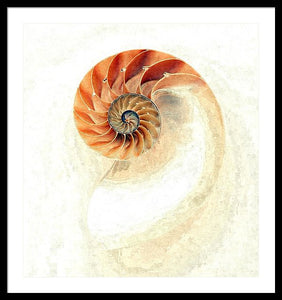 Nautilus - Framed Print